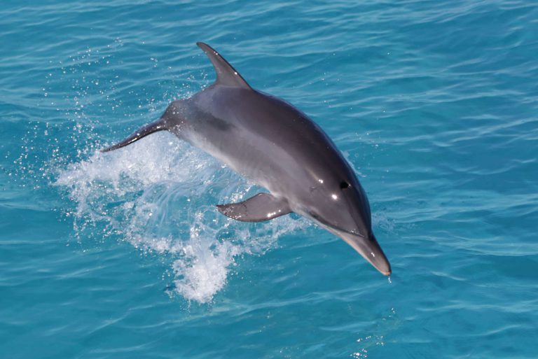 swim with wild dolphins Bimini Bahamas
