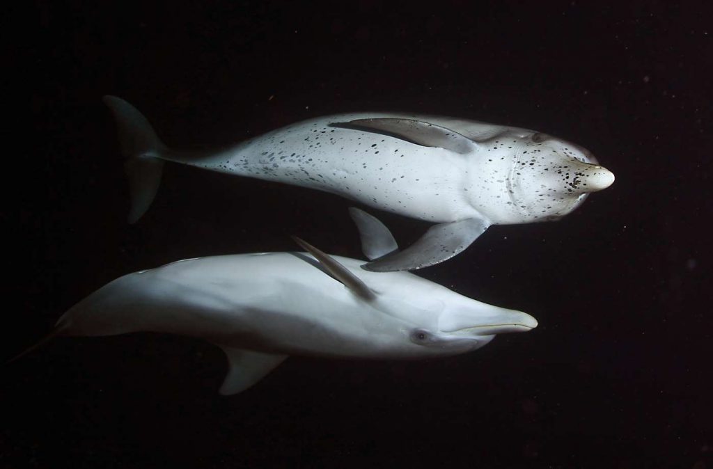 night-dolphin-encounter