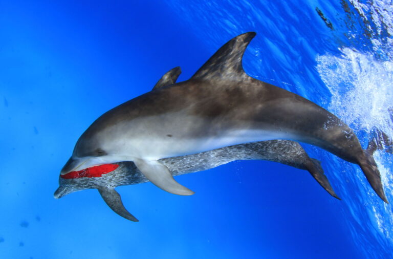 Dolphin Bimini Bahamas