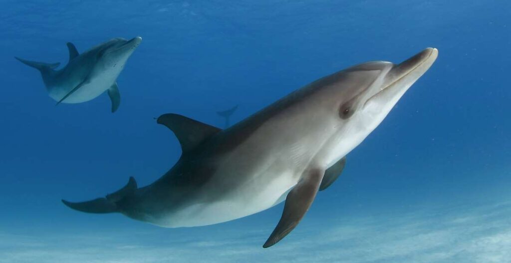 Atlantic Spotted dolphin