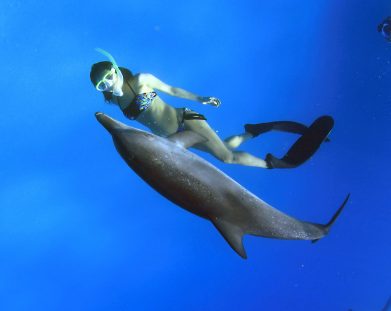 vacation to swim with dolphin