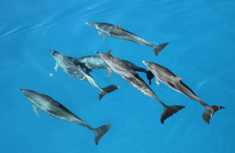 wild dolphin encounters