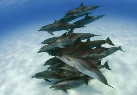 wild dolphin Bimini Bahamas